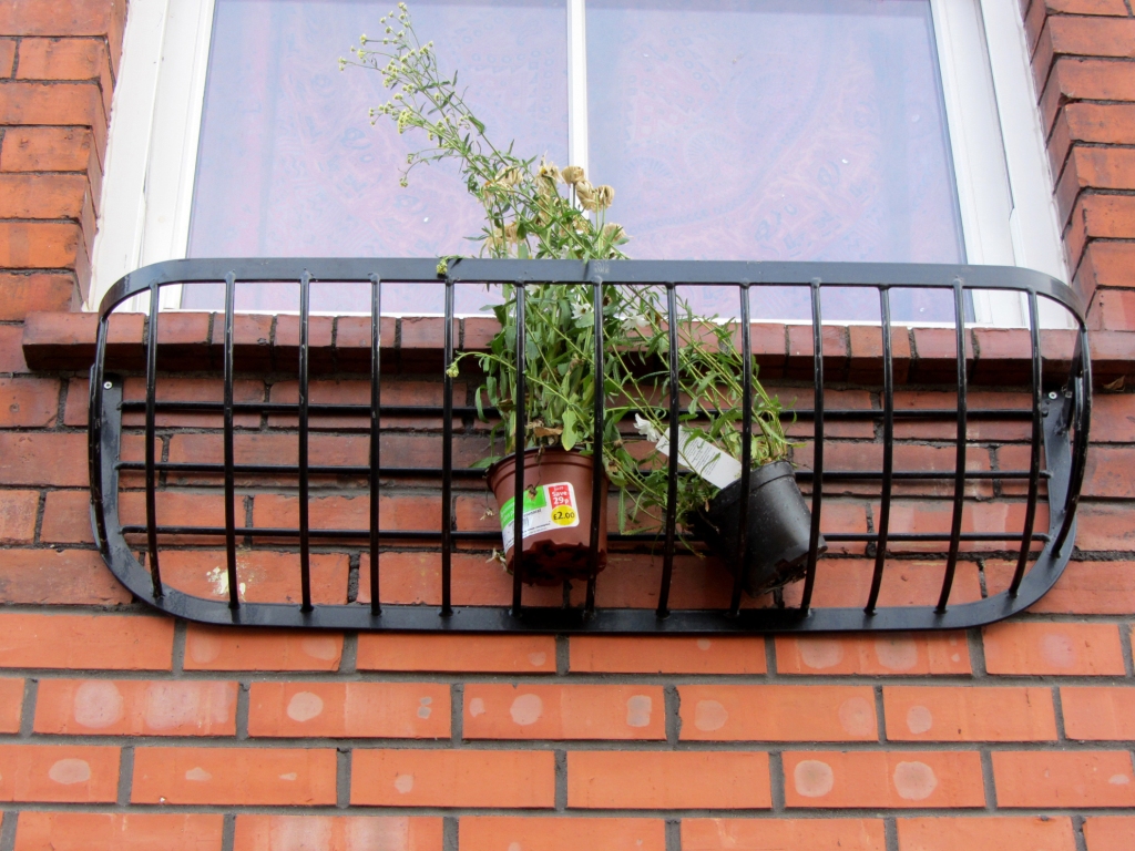 sad plants in window box