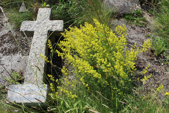 Ladies Bedstraw and Cross