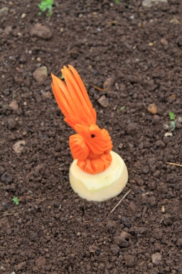 carrot-henley