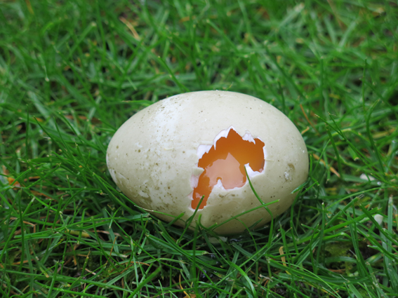 Duck egg broken