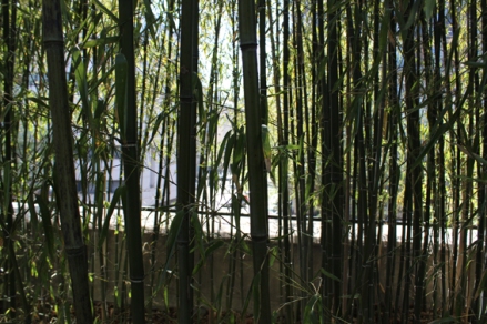 15. Bamboo